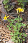 Tufted yellow woodsorrel